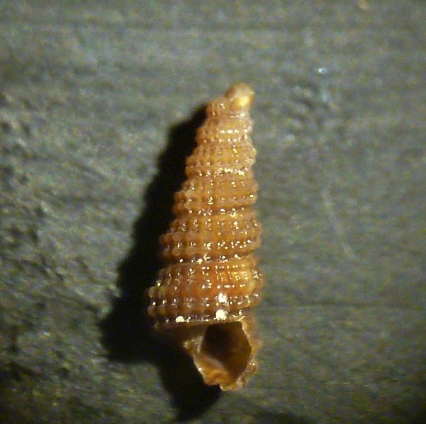 Mathilda gemmulata?